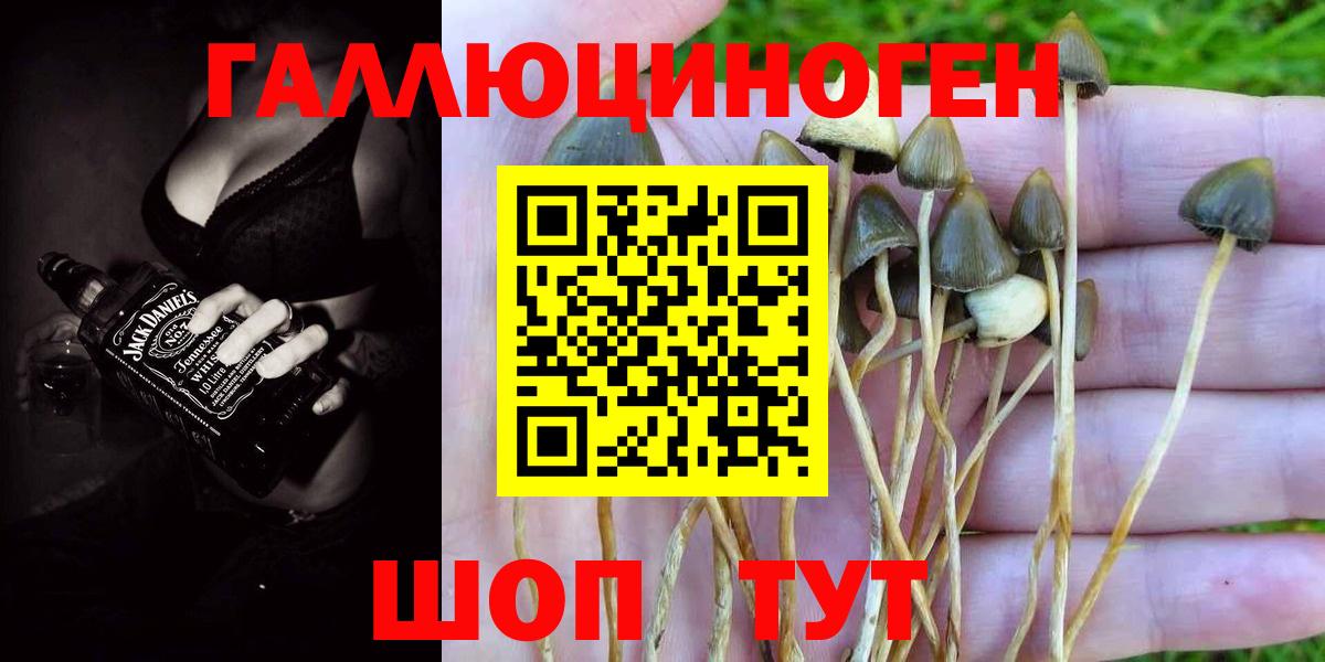 Галлюциногенные грибы Psilocybine cubensis Нижний Новгород